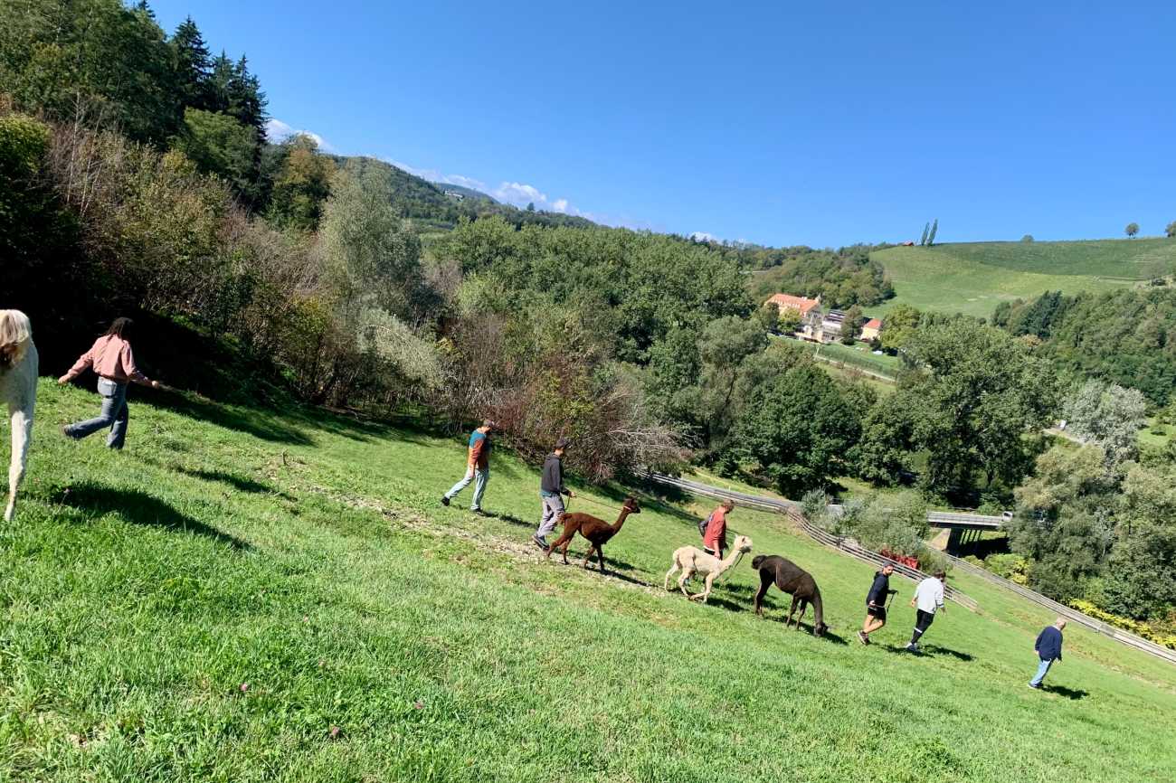 Studiernede mit Lamas