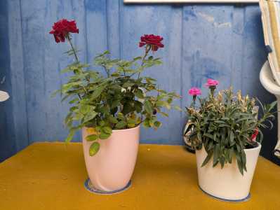 Blumenarrangement